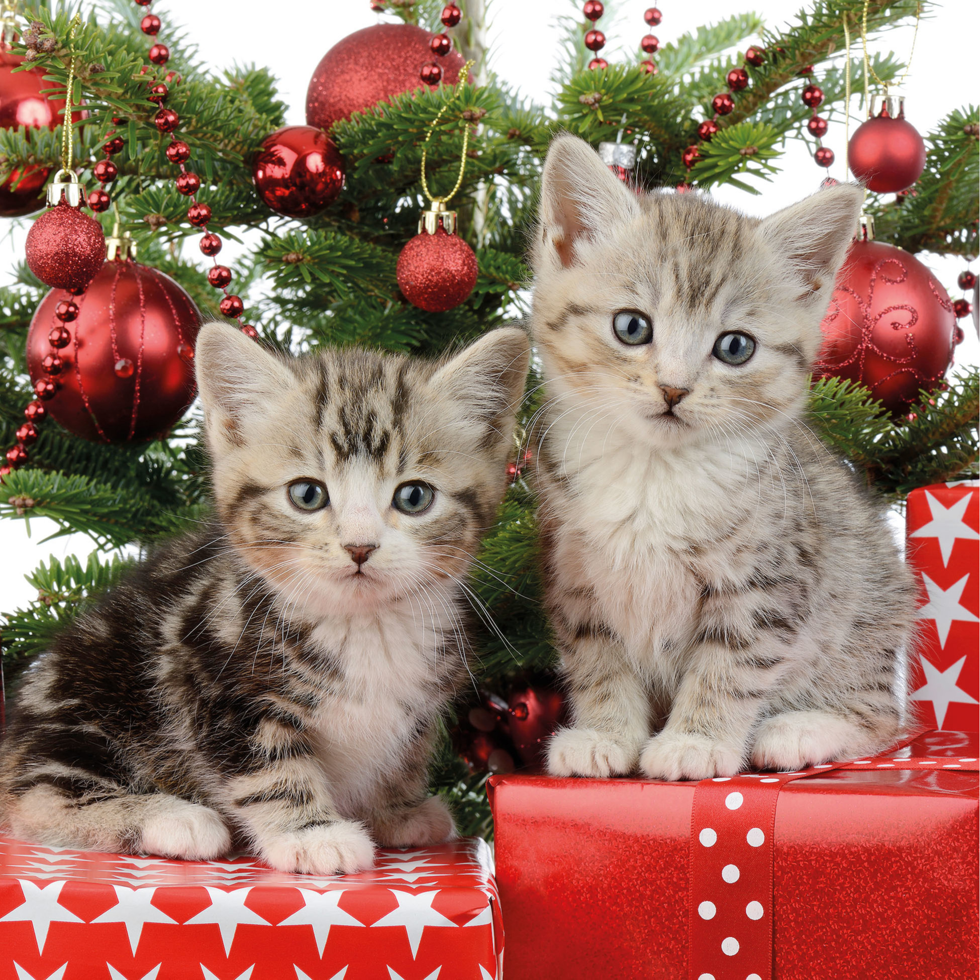 160x Kerst thema servetten met 2 kittens katten-poezen 33 x 33 cm