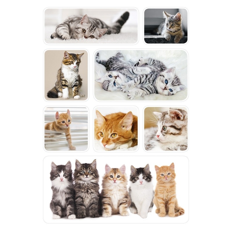 24x Poezen-katten-kittens dieren stickers