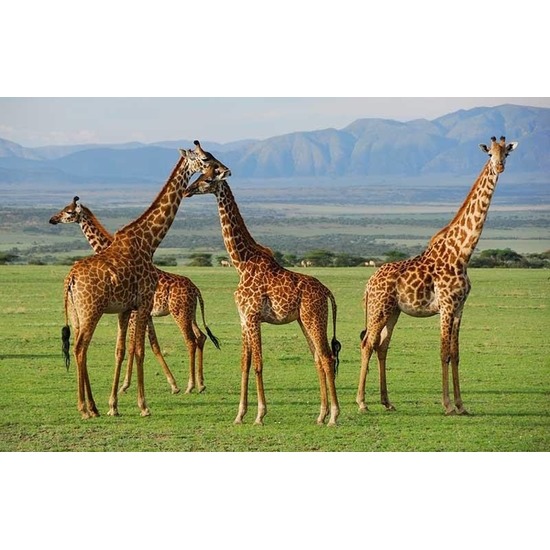2x Placemat giraffe 3D 28 x 44 cm