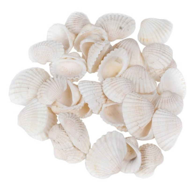 Decoratie-hobby witte schelpen klein 100 gram
