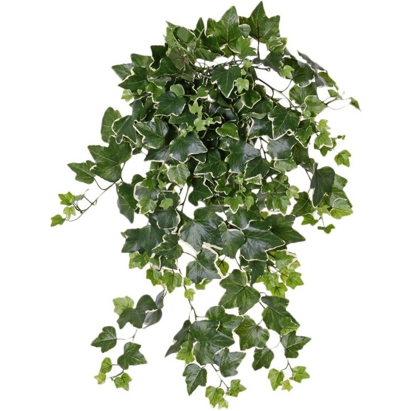 Groene-witte Hedera Helix-klimop kunstplant 65 cm voor buiten