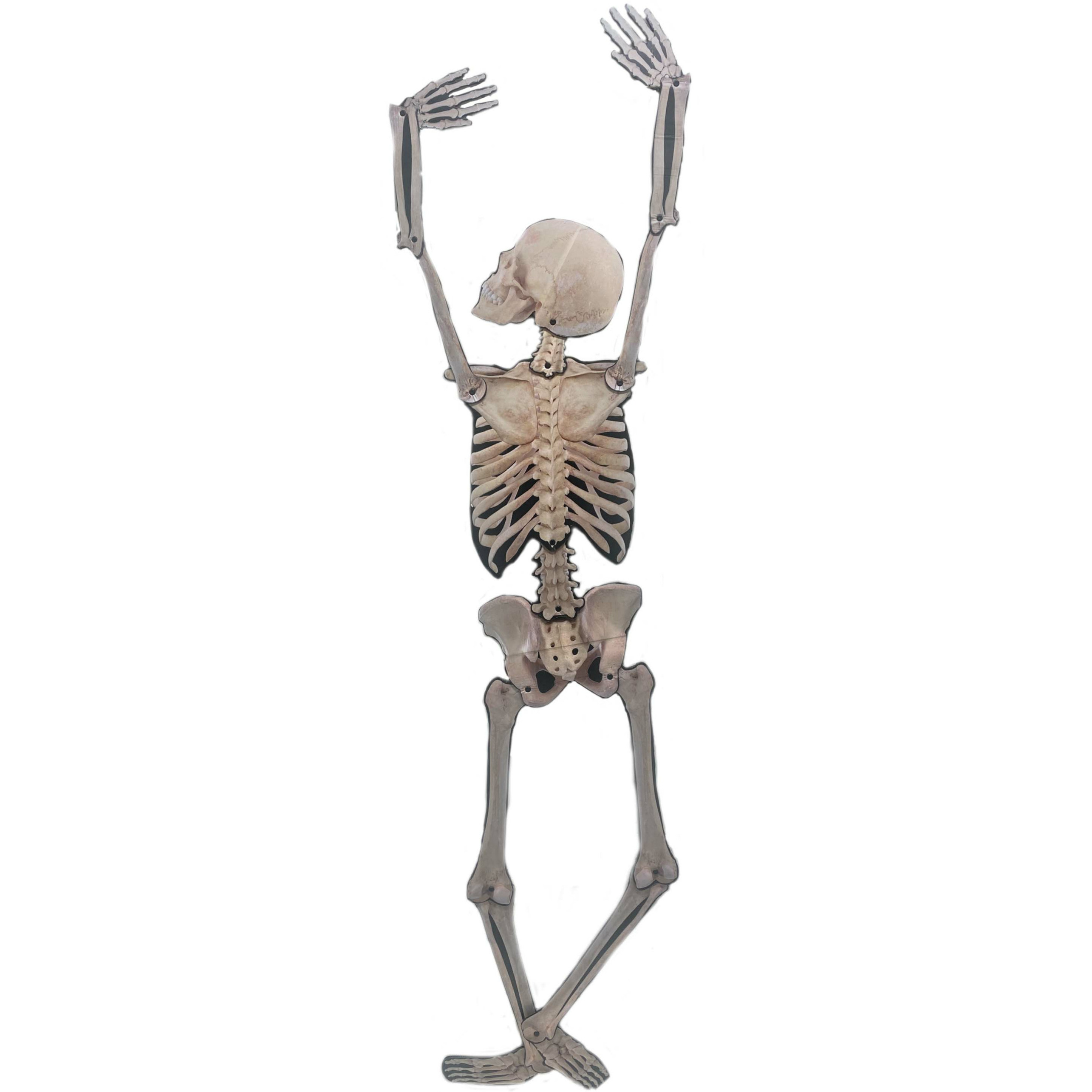 Halloween - Horror/Halloween skelet - klimmend - 150 cm - kunststof - hangdecoratie