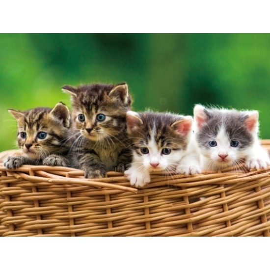 Placemats katten-kittens 3D effect 30 x 40 cm