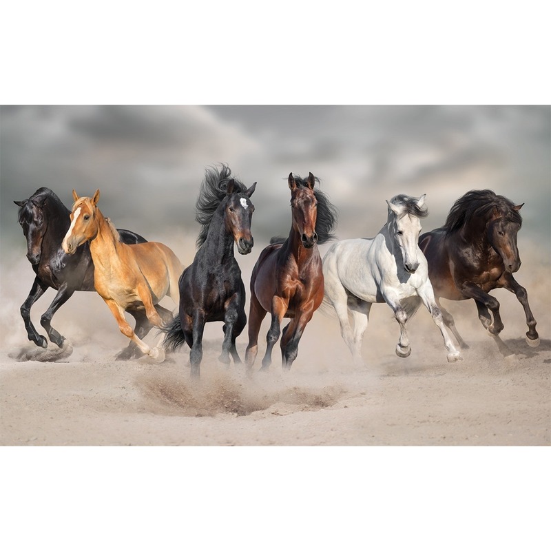 saai vrouwelijk bord Poster paarden galopperend in het zand 84 x 52 cm - Kinder wand posters -  Bellatio warenhuis