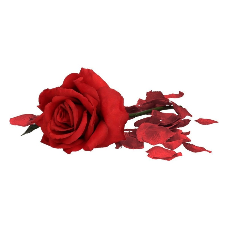 Valentijnscadeau rode roos 31 cm met bordeauxrode rozenblaadjes -