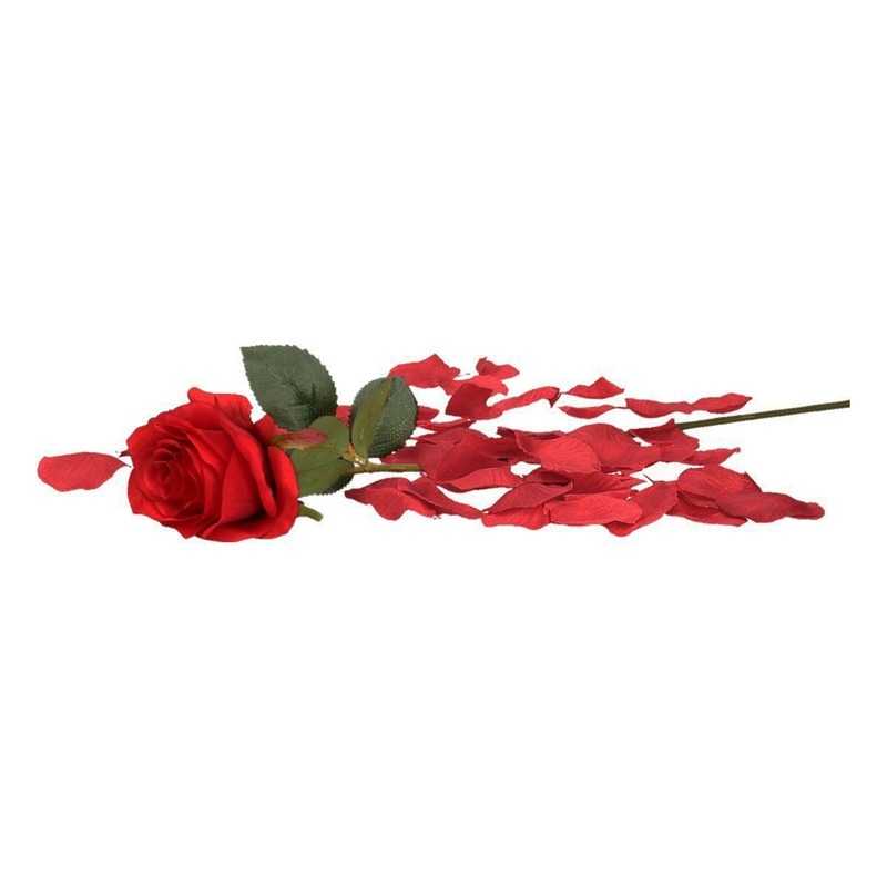 Valentijnscadeau rode roos 45 cm met bordeauxrode rozenblaadjes -