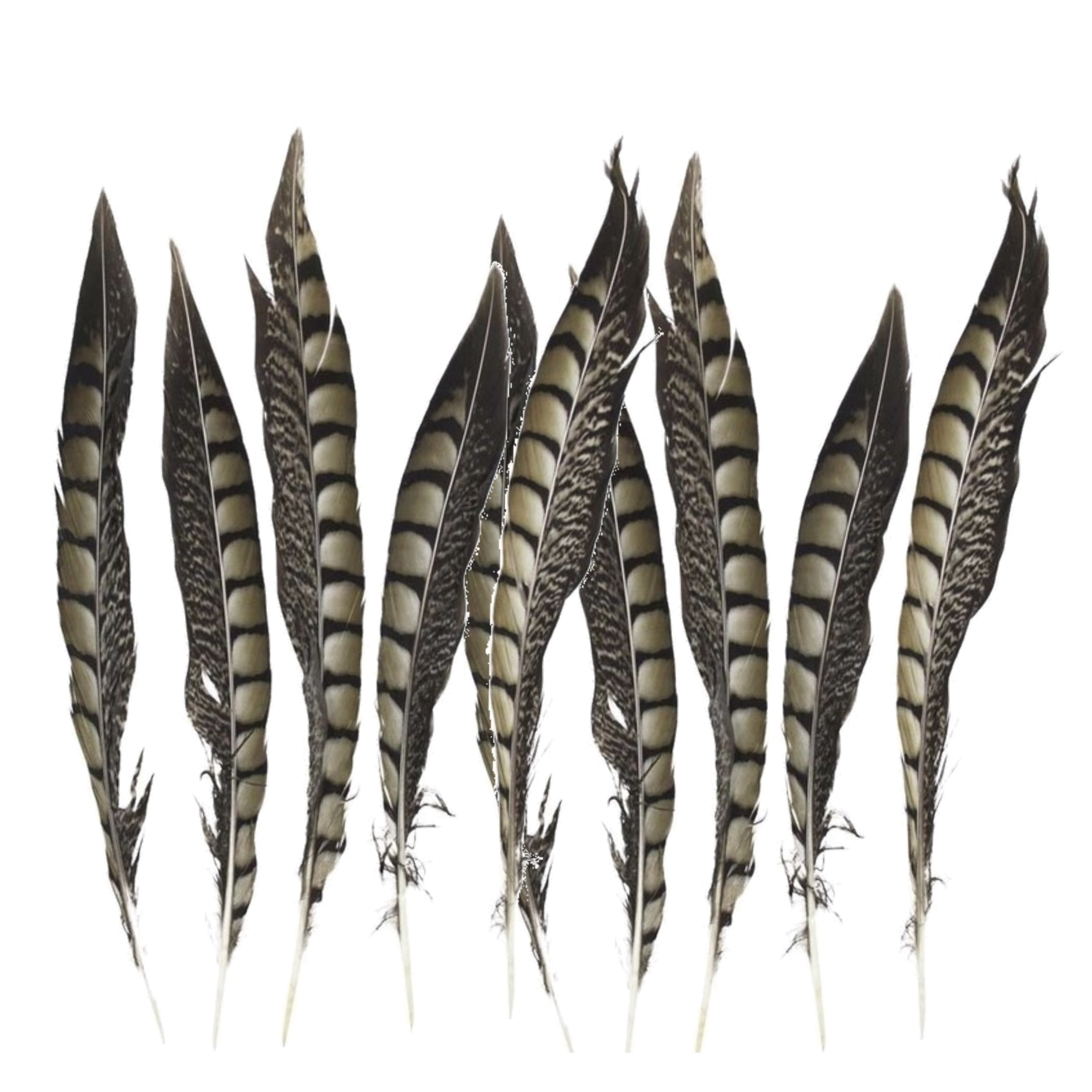 Vogelveren/fazantenveren - Setje van 10x stuks - Lady Amherst fazant veren van 28 cm -