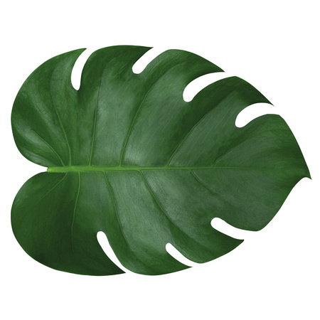 2x pieces placemats leaf shape green vinyl 34 x 44 cm