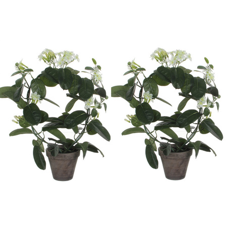 2x stuks stephanotis bruidsbloem kunstplanten wit in grijze sierpot H50 cm x D40 cm