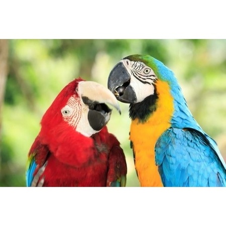 Dieren magneet 3D papegaaien